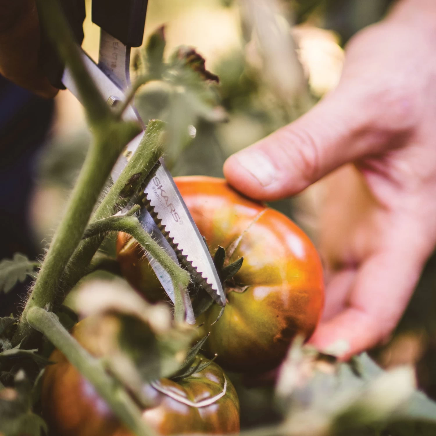 Gemüseschere Solid™ SP240, Schwarz/orange, Ca. 20 X 2 X 9 Cm – Bild 3