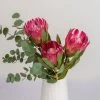 Blumenbund Protea 'Silvia' & Eukalyptus, Inkl. Gratis Grußkarte