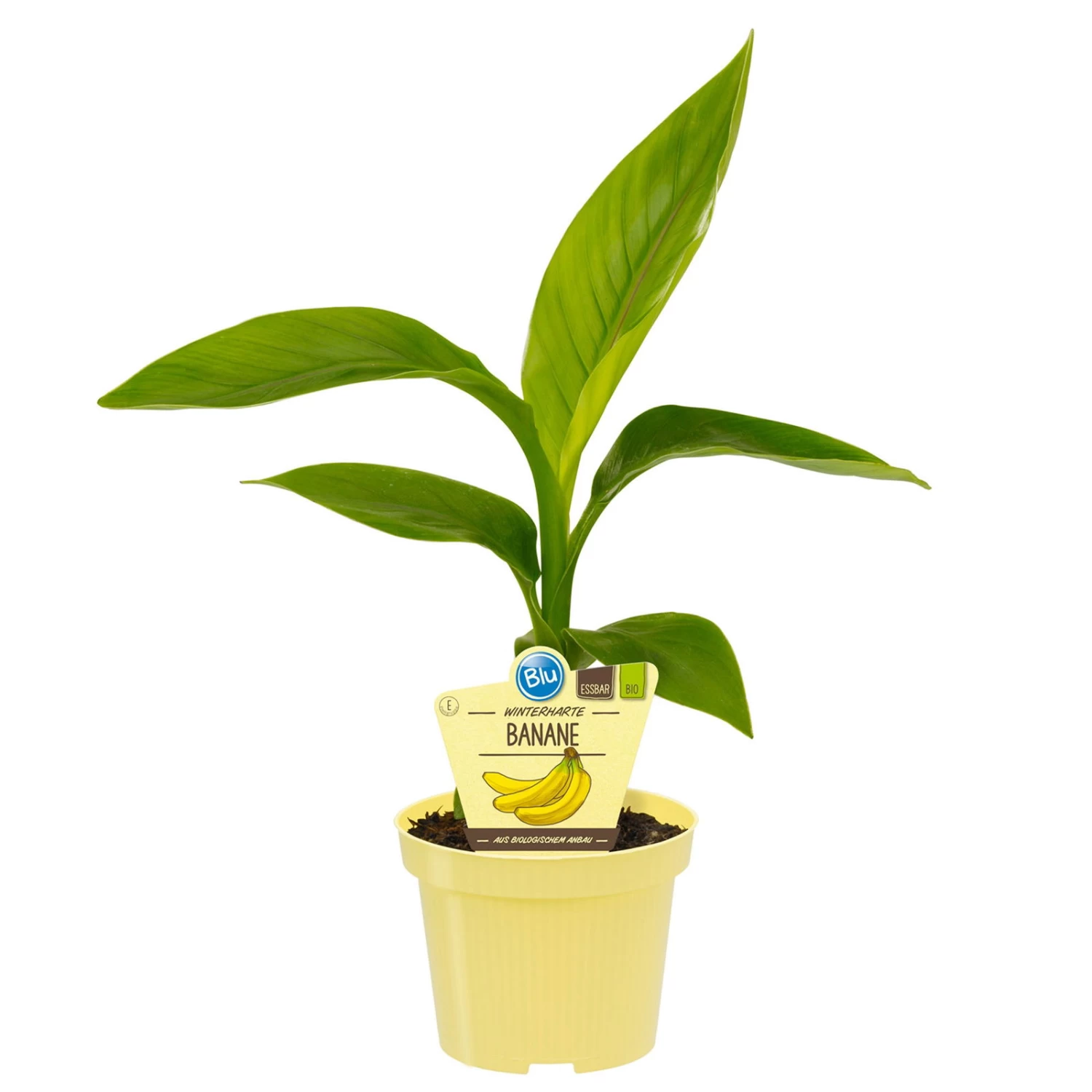 Bio Bananenpflanze, Topf-Ø 12 Cm, 2er-Set – Bild 2