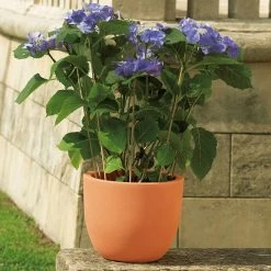 Euro 3 Plast Pflanzkübel Etria Terra