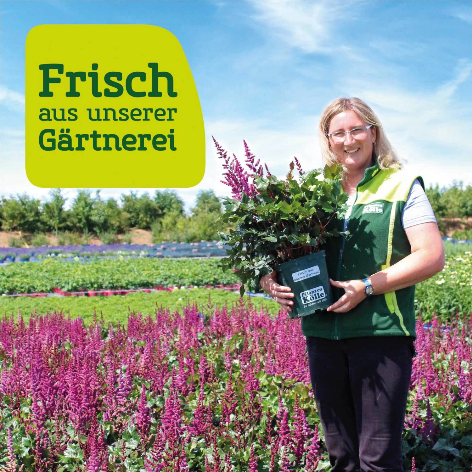 Bio Tränendes Herz Rosa, Topf-Ø 11 Cm, 3er-Set – Bild 2